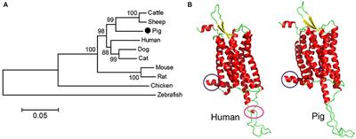 Pharmacological Characteristics of Porcine Orexin 2 Receptor and Mutants